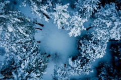 Snow Tree Tops