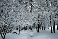 Idyllwild Snow 2023