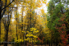 Colors of Fall