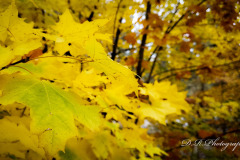 Close to Fall