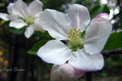 Apple Blossom
