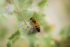 Bee on Desert Lavender