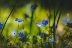 Cornflower