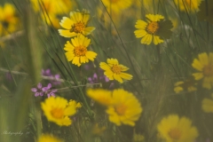 Daisies