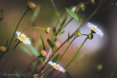 Daisys
