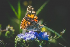 Desert Butterfly