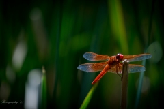 Dragon Fly