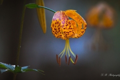 Humbolt Lily