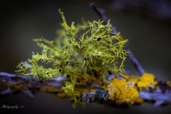 Moss Up Close