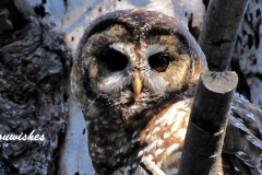 Owl Close Up