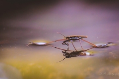 Water Strider