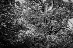 Black and White of Tree