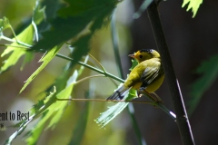 Yellow Bird
